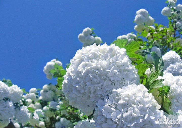 Калина бульденеж снежный шар