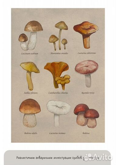 Художник-иллюстратор