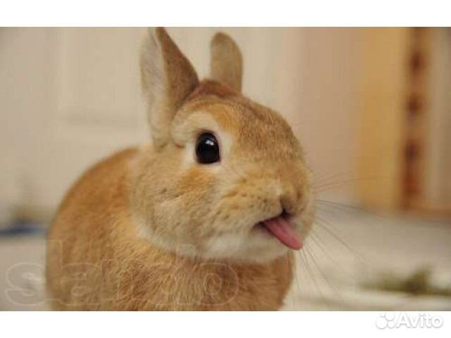 Комбикорм для кроликов