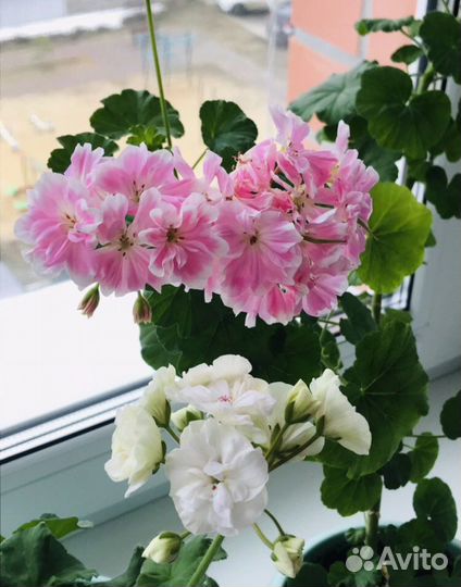 Пеларгония