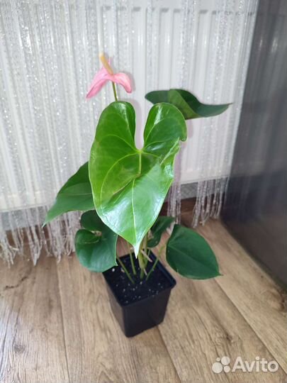 Антуриум Свит Лени