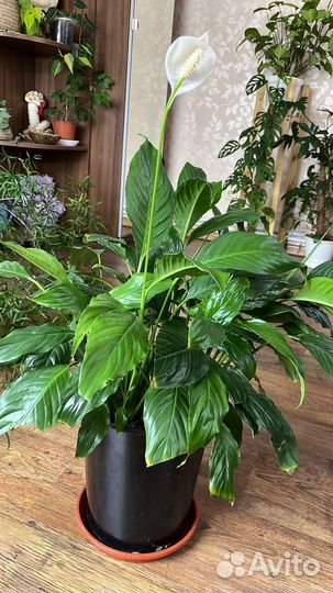 Комнатные цветы