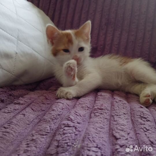 Котенок в дар бесплатно