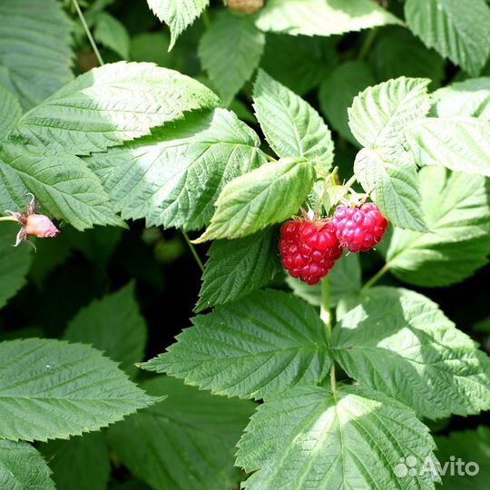 Лист малины сушеный