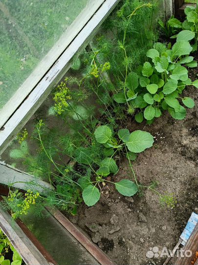 Рассада капусты московской