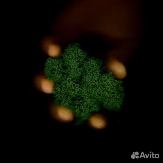 Стабилизированный мох, Оливковый