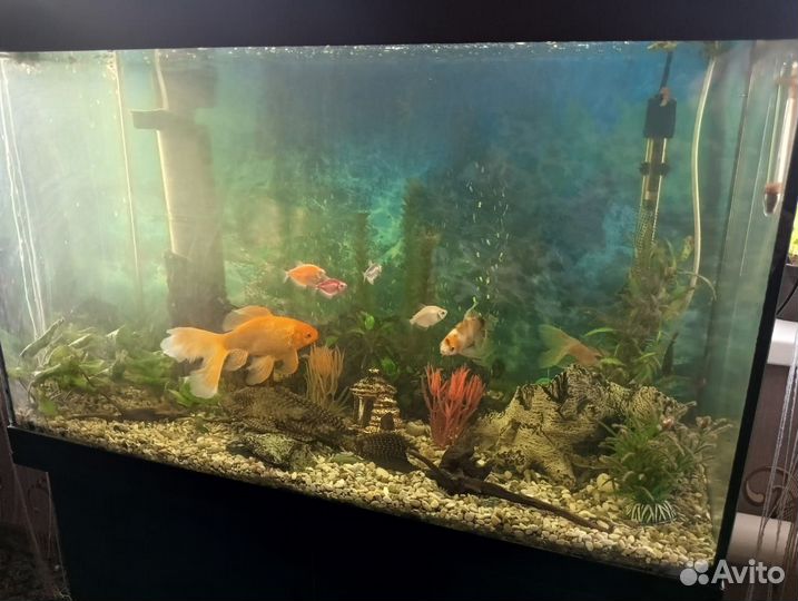 Аквариум