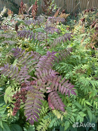 Рябинник рябинолистный