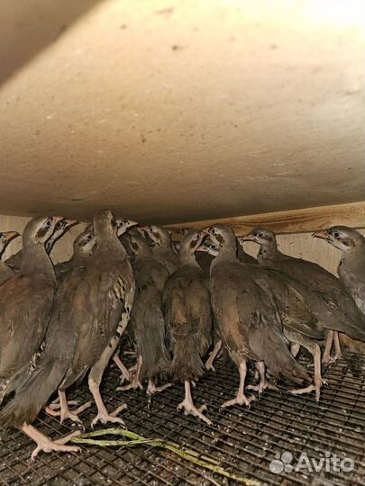 Кеклики(горная куропатка)