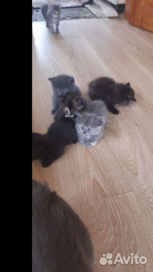 Котята отдам бесплатно