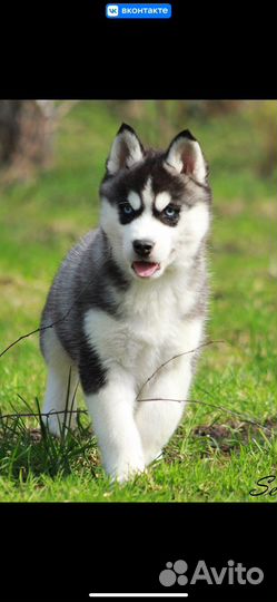 Сибирский хаски