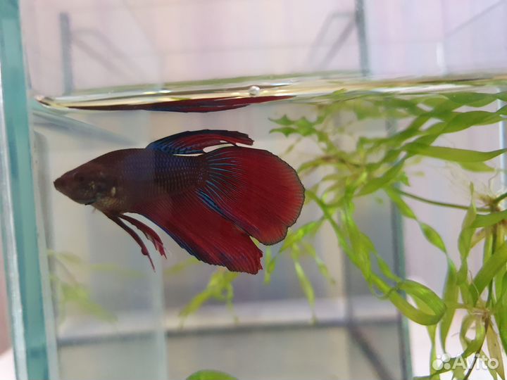 Самки петушков