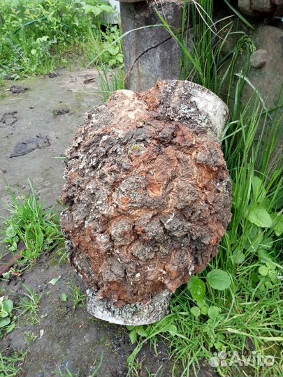 Березовый кап, сувель