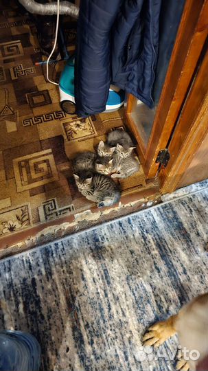 Отдам в добрые руки котят