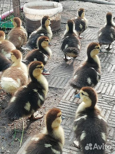 Мускусные утята (индоутята)