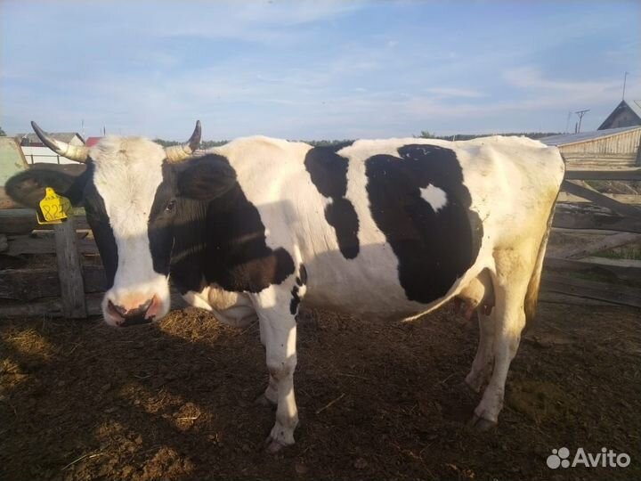 Продам быка,корову,и первотелок