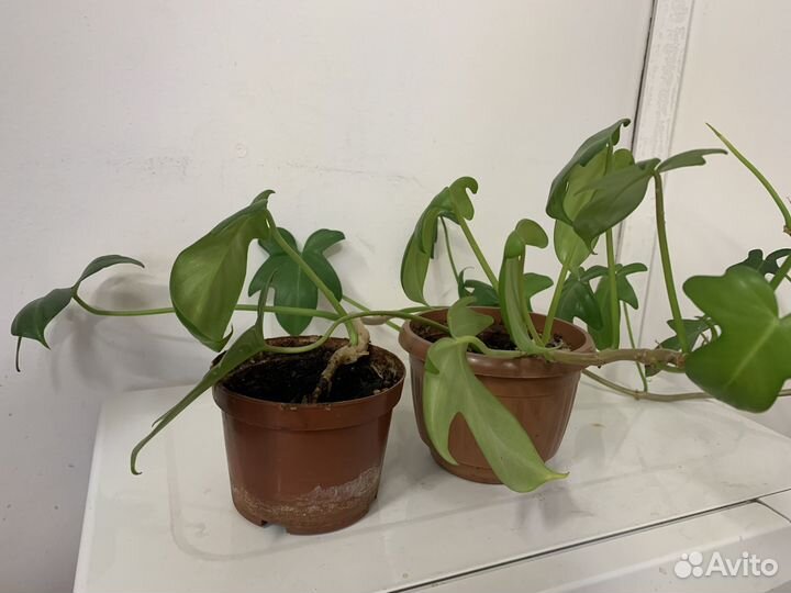 Комнатные домашние растения