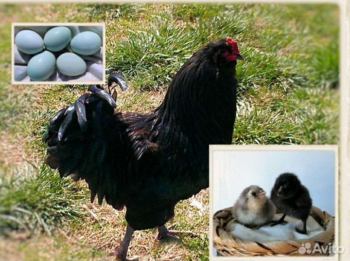 Петушки Амераукана