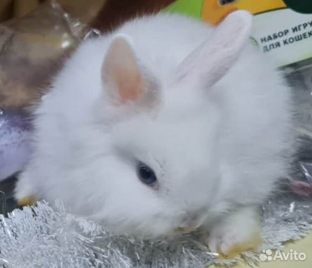 Кролик декоративный карликовый