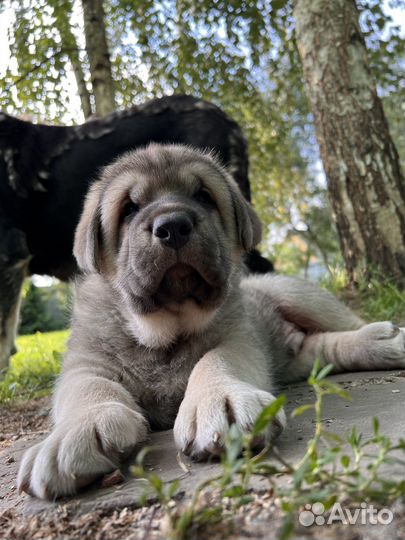 Щенки испанского мастифа