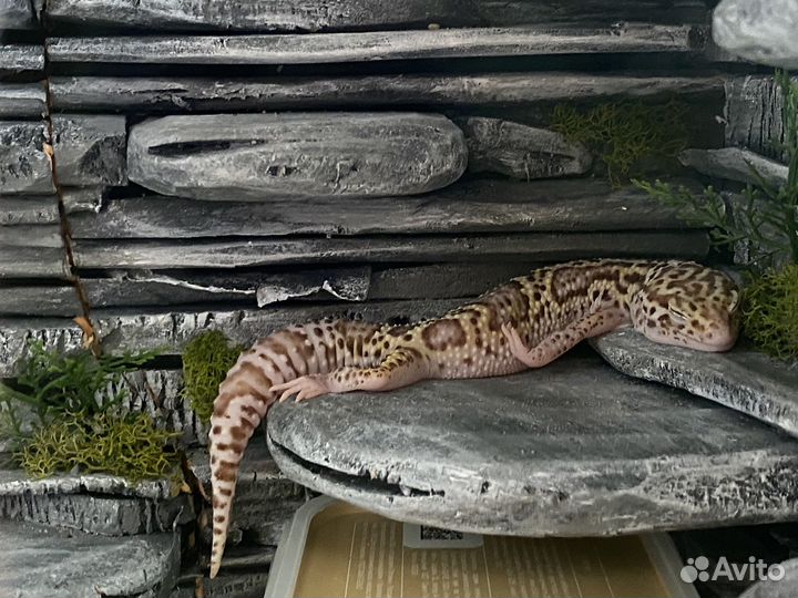 Геккон эублефар самец