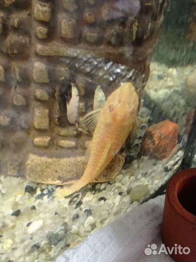 Сомики анциструсы