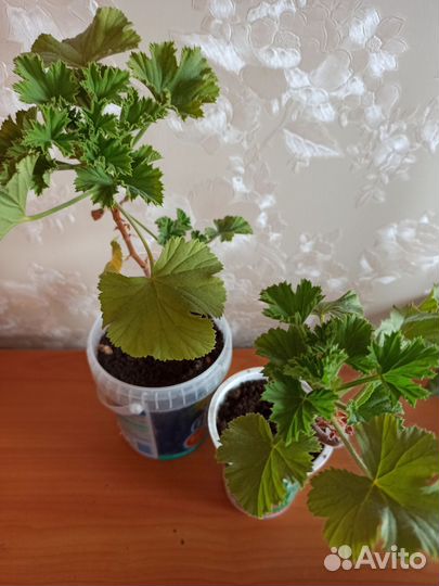 Пеларгония герань