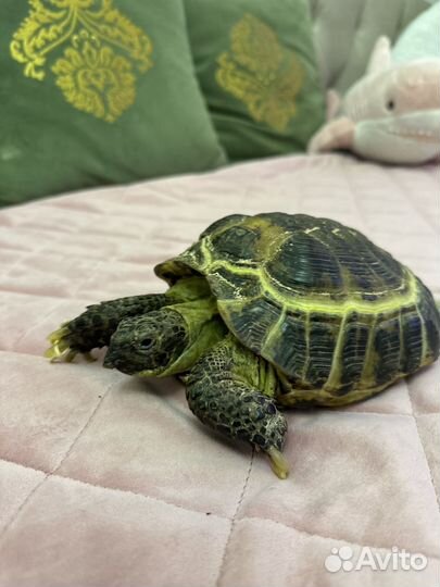 Террариум + черепаха сухопутная