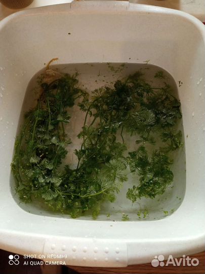 Аквариумная прополка