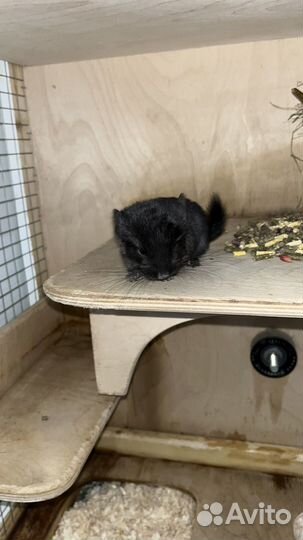 Шиншилла черный бархат