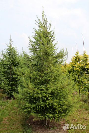 Лиственница европейская 1м