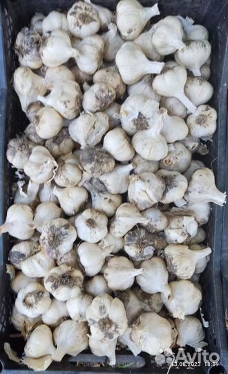 Чеснок семенной