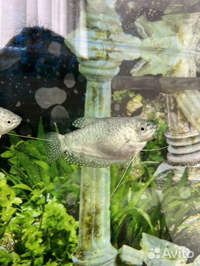 Моллинезия