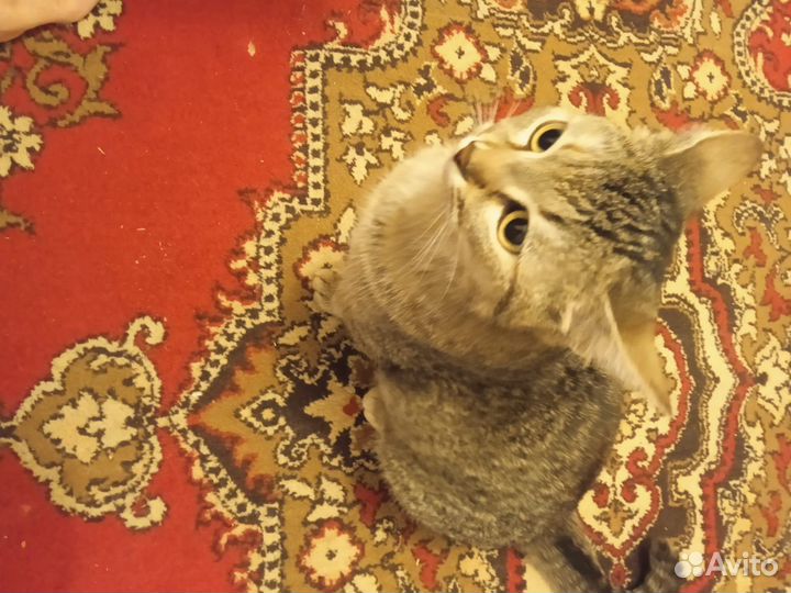 Кошки