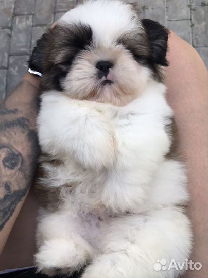 Ши-тцу мальчик документы РКФ