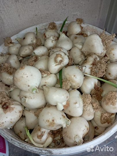 Луковицы тюльпанов