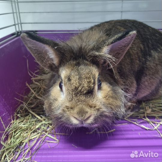 Карликовый кролик