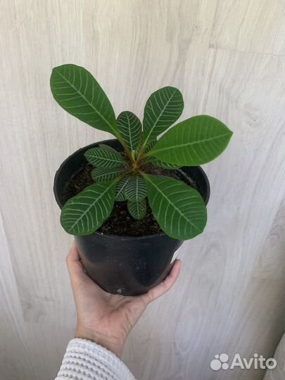 Комнатные растения