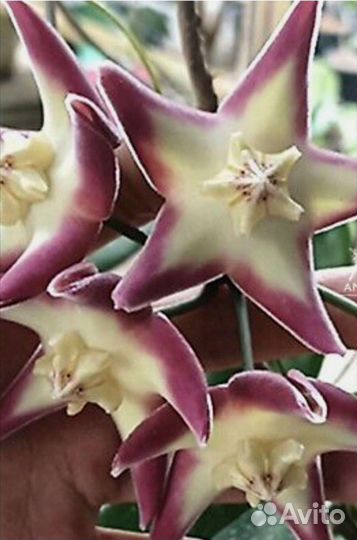 Хойя. Разные. 2