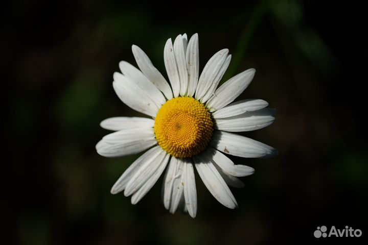 Начинающий фотограф