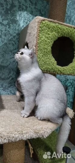 Шотландский кот вязка