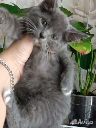 Котенок мальчик