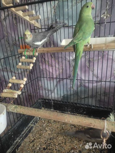 Попугай карелла