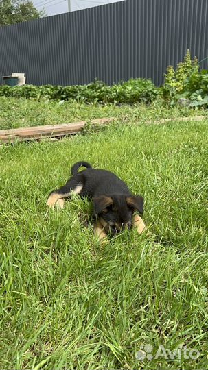 Щенок немецкой овчарки вео кобель в добрые руки