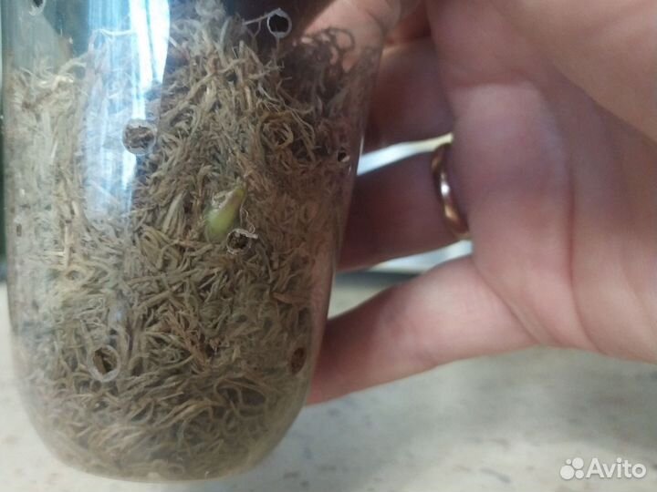 Орхидея шиллериана