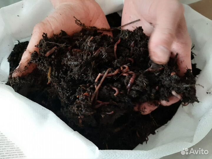 Дождевые калифорнийские черви