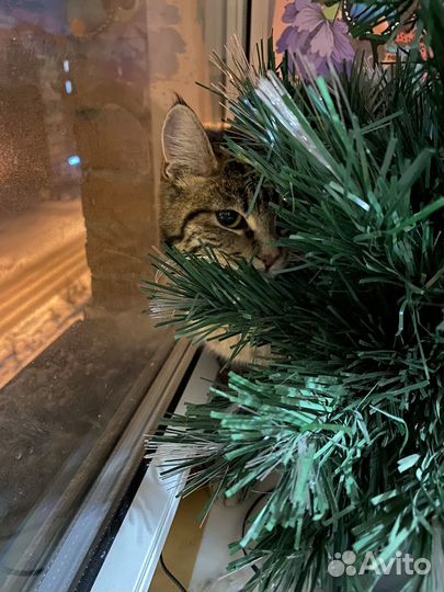 Кошка в добрые руки