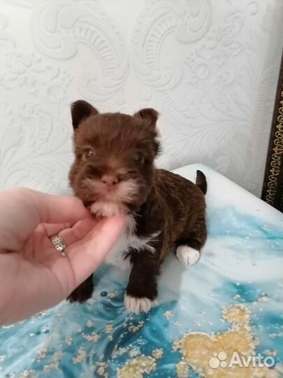 Йорки шоколад и черный кофе