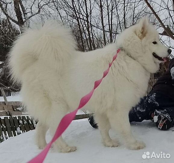 Самоедская лайка