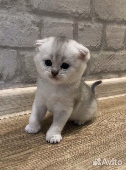 Шотландские котята